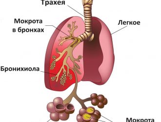 Анализ Мокроты (Для Чего Нужен И Что Показывает)