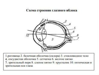 Зрительный Анализатор у Детей